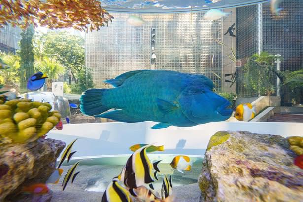 夏日消暑必去，银座SONY PARK「Sony Aquarium 2019」体验都市水族馆