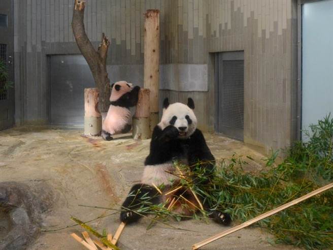 上野动物园熊猫宝宝「香香」初亮相，上野地区商场餐厅推出纪念周边商品、伴手礼、限定餐点