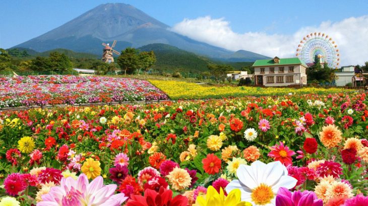 【巴士团一日游】WILLER富士山〖东京出发〗天空大理菊节+河口湖大波斯菊花圃+摘巨峰葡萄 赏花摘果一日游