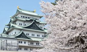 【名古屋／必买】樱花季节来到！带着洋溢樱花风情的选物去赏樱！