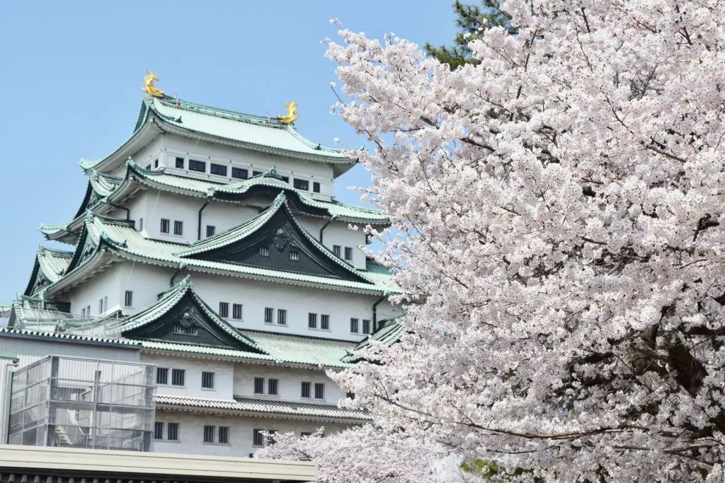 【名古屋／必买】樱花季节来到！带着洋溢樱花风情的选物去赏樱！