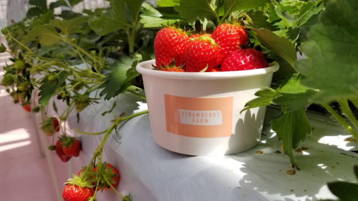 【横滨必去】一年四季都能采，快来草莓控的天堂「TOKYO STRAWBERRY PARK」