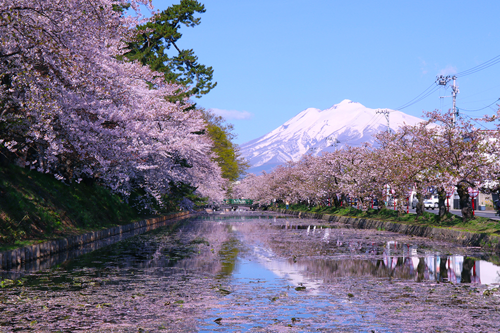 日本有名的樱花景点图片