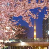 【东京赏樱】六本木「MIDTOWN BLOSSOM」樱花大道日夜绝美绽放