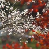 【爱知｜丰田】小原地区秋季一日游，欣赏日本唯一红叶樱花同框绝景