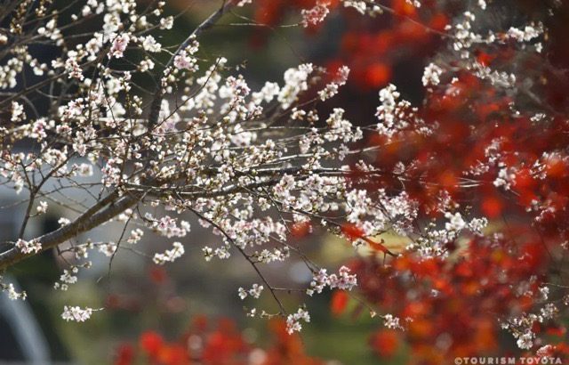 【爱知｜丰田】小原地区秋季一日游，欣赏日本唯一红叶樱花同框绝景