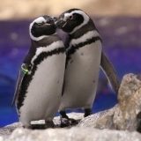 东京墨田水族馆期间限定活动「恋爱水族馆」～一起来看企鹅恋爱吧！