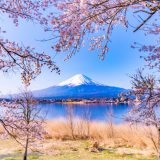 【日本樱花】2025年最新！日本全国最佳赏樱时间、春天必去樱花景点推荐指南