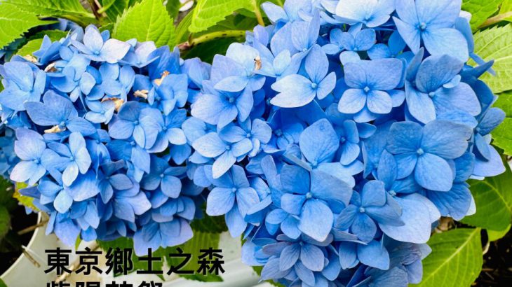 【东京】张维中带路／走进绣球花秘境「乡土之森」 远离人潮的宁静