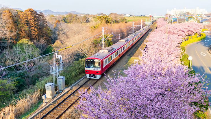 【神奈川】东京近郊7大赏花景点必去推荐！樱花、绣球花、向日葵、郁金香美不胜收