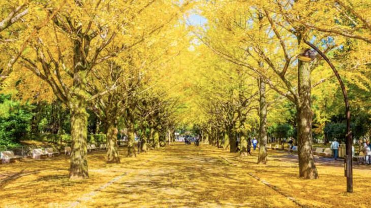 【东京】银杏、黄叶秋景推荐！从明治神宫外苑到东京大学！秋天旅行必去东京景点