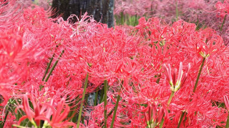 张维中带路／【东京近郊赏花】埼玉巾着田曼珠沙华公园｜彼岸花花海秘境