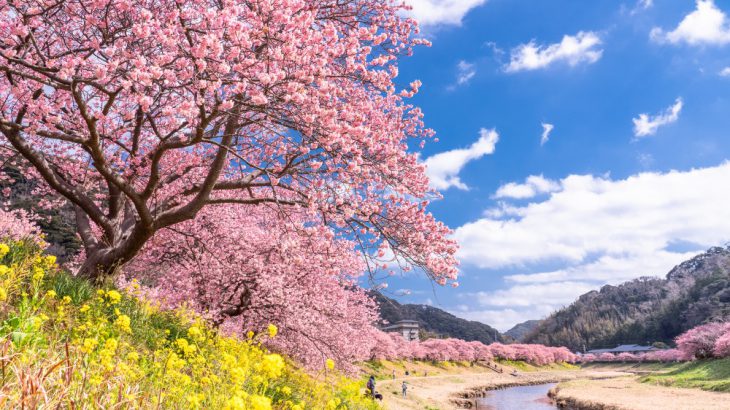 【日本河津樱】静冈伊豆「河津樱花祭 2026」周边景点＋交通方式总整理！同场加映东京近郊赏樱名所