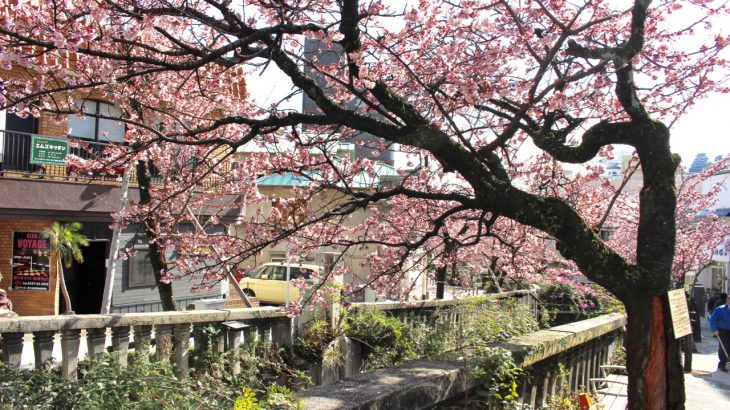 【赏樱】全日本最早开的樱花！静冈县热海温泉热海樱盛开 1月底到3月初都可赏樱