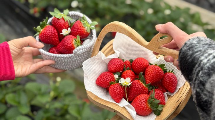 【日本草莓】连续三年日本第一的草莓是什么味道？专车直达埼玉县吉见町！摘采草莓「あまりん（Amarin）」体验