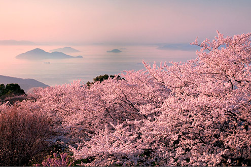 【日本赏樱】2026年樱花季必看！日本赏樱名所必去景点15选