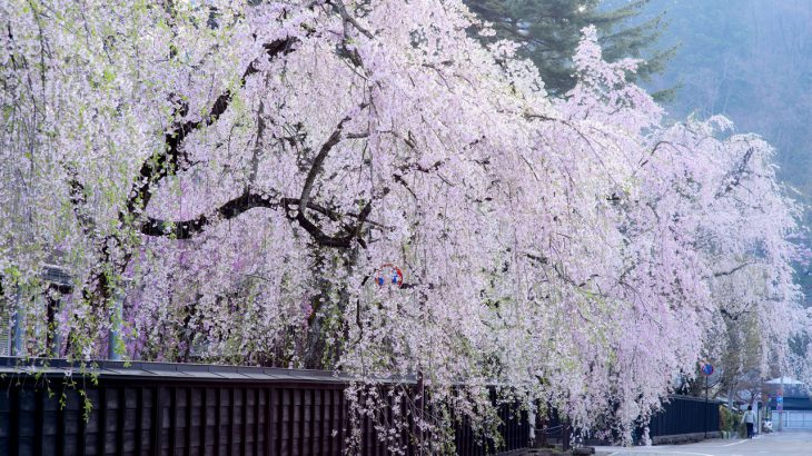 【角馆樱花】日本秋田「角馆」沉浸小京都风情！武士宅邸垂樱、樱花隧道一次看过瘾