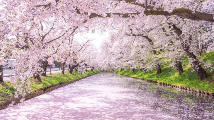 【日本东北赏樱】2026年最新！必去樱花名所12选＋最佳赏樱时间全攻略