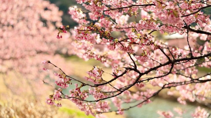 【静冈南伊豆住宿】住进春天的风景里「AKIYATO ORIGAMI」！享受南伊豆河津樱、油菜花与满天星空