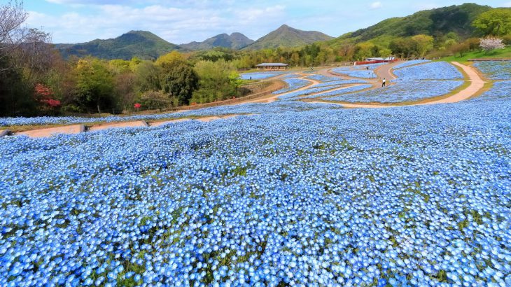 【香川】国营讃岐满浓公园「春烂漫祭 2026」登场！樱花、粉蝶花、郁金香接力盛开