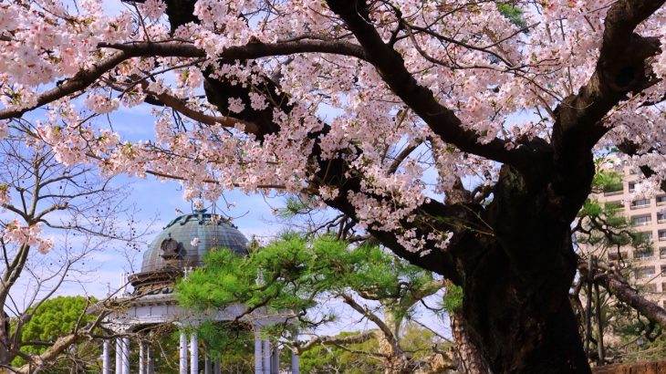 【鹤舞公园】名古屋赏樱首选「鹤舞公园」！百年公园里关于春天的樱花仪式