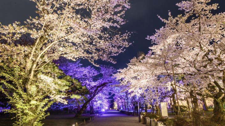 【京都赏樱】二条城 SAKURA NIGHTS 2026！世界遗产夜樱、光雕投影、国宝夜间开放一次满足