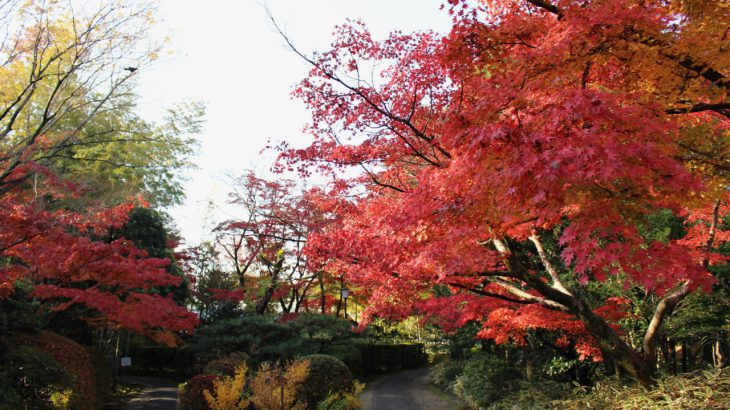 【爱知】犬山幽情—文化保存的心力：从庭园有乐苑到明治村博物馆