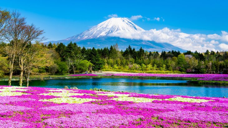 【富士芝樱祭】2026年最新！富士芝樱祭怎么去？50万株粉色花海＋富士山：最佳赏花时间、一日游行程、周边景点推荐
