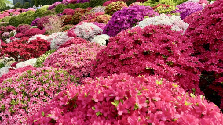 张维中带路／【东京根津神社】3000株杜鹃花海盛开，超梦幻！春季东京必访赏花景点