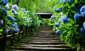 【镰仓必去】小雨淅沥的梅雨季也是赏花好时节：六月不能错过明月院紫阳花季