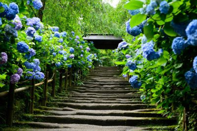 【镰仓必去】小雨淅沥的梅雨季也是赏花好时节：六月不能错过明月院紫阳花季